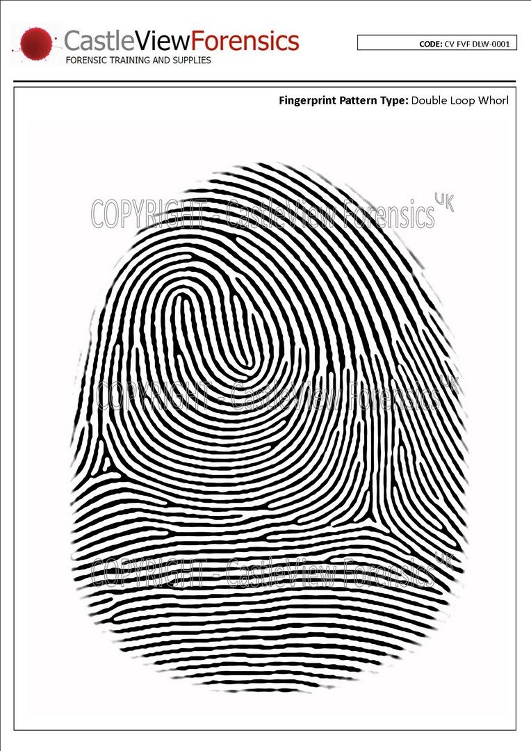 Flat Vector Fingerprints - Double Loop Whorls - Forensic Supplies, Staff  Development and Training