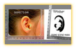 A Suspect's Ear and Crime Scene mark